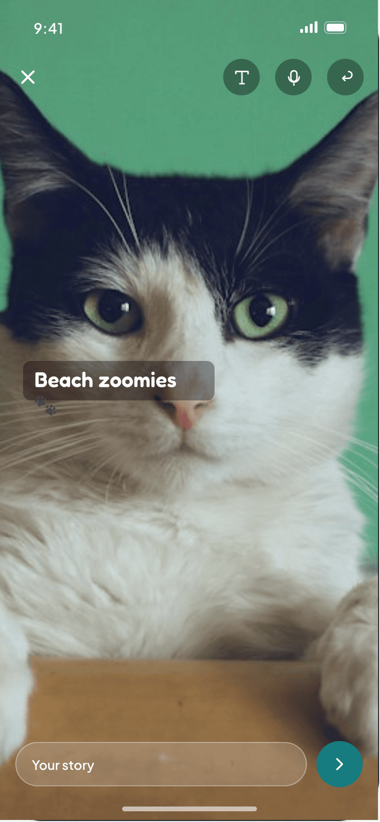 Zoomiees screen state 4
